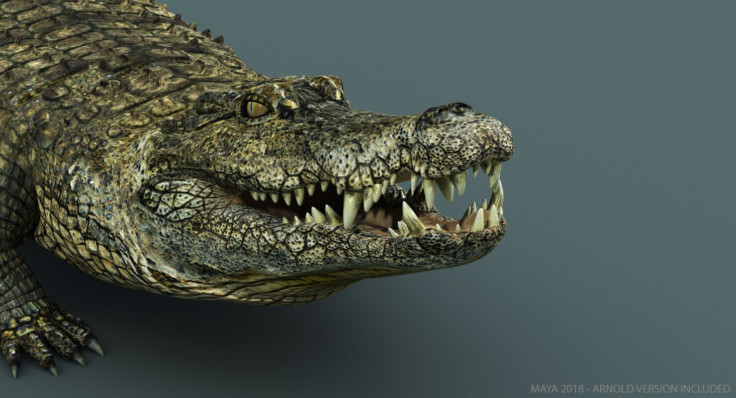 Crocodile RIGGED 3D model_3