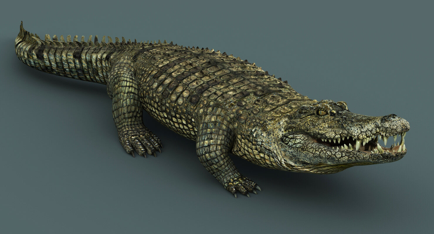 Crocodile RIGGED 3D model_1