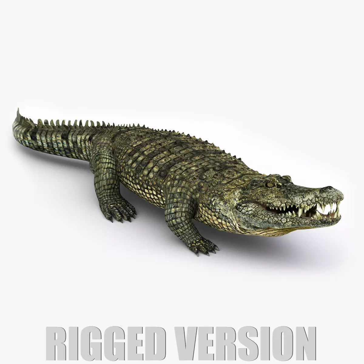 Crocodile RIGGED 3D model_0