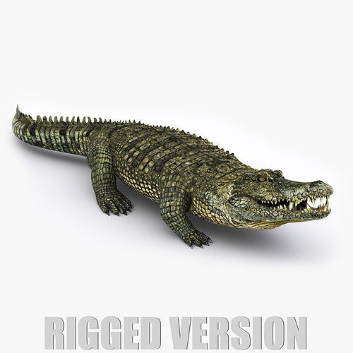 Crocodile RIGGED 3D model