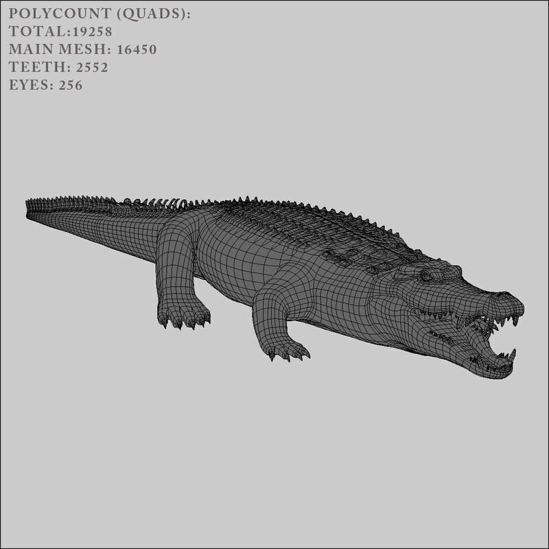 Crocodile RIGGED 3D model_4