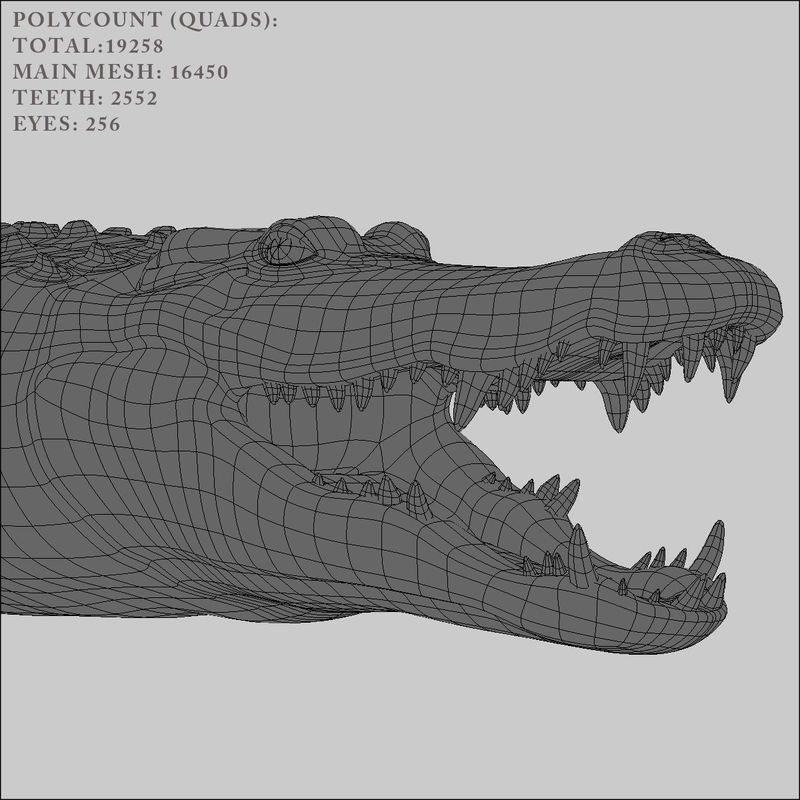 Crocodile RIGGED 3D model_5