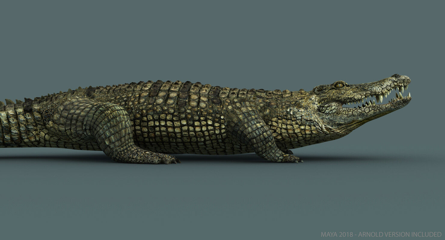 Crocodile RIGGED 3D model_2