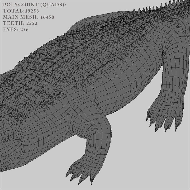 Crocodile RIGGED 3D model_6