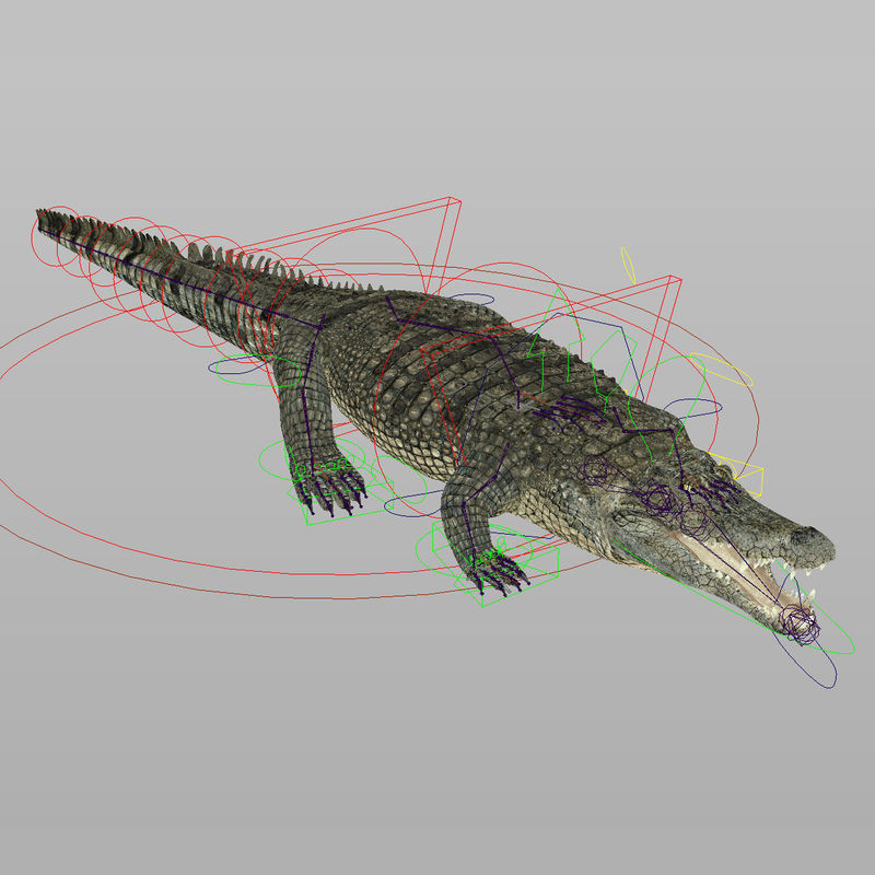Crocodile RIGGED 3D model_7