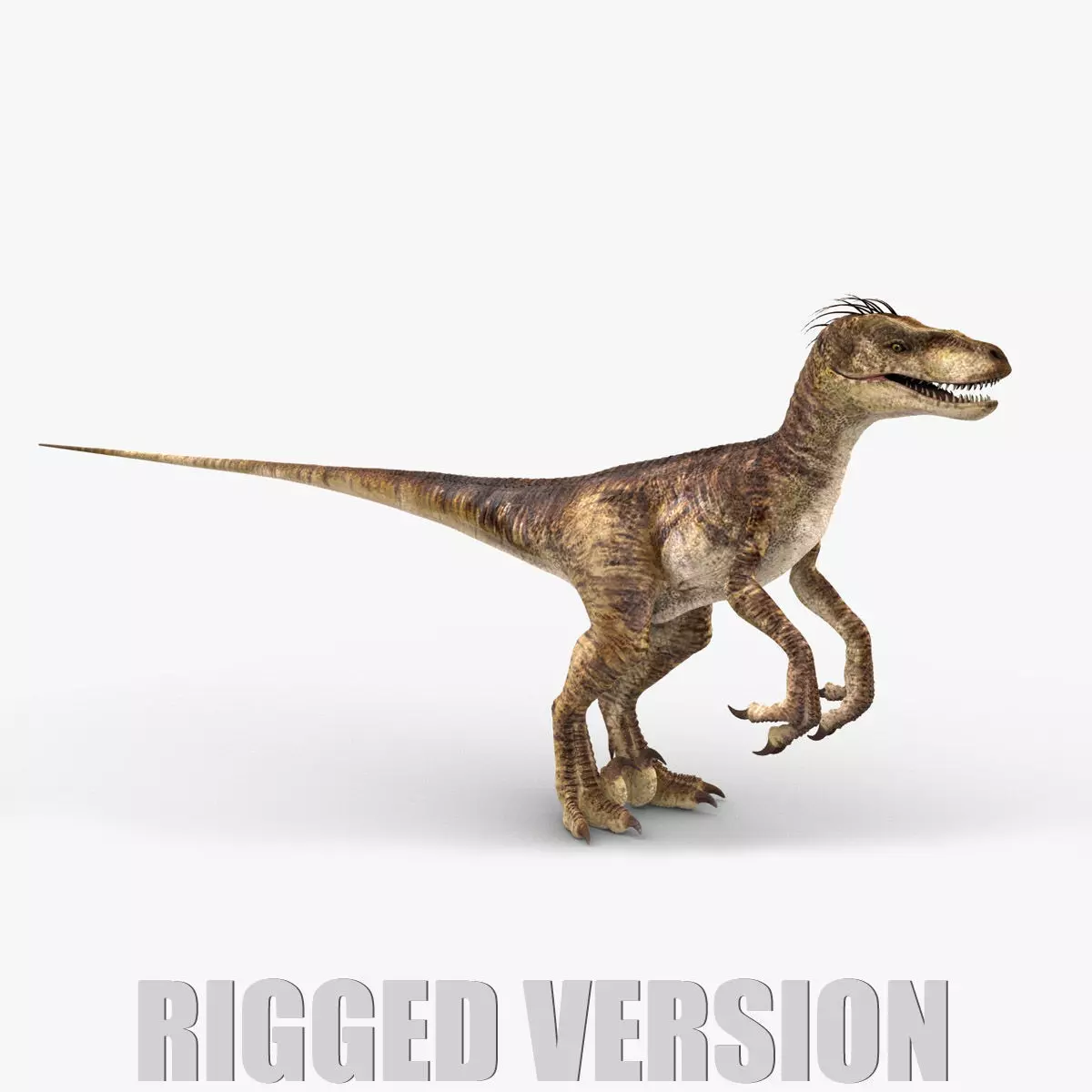 Velociraptor 2 RIGGED 3D model