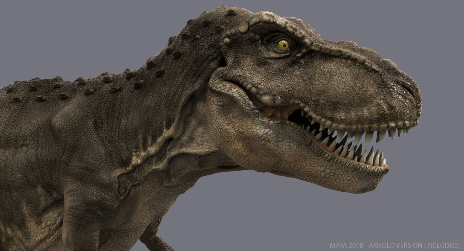 Tyrannosaurus Rex 2 RIGGED 3D model_6