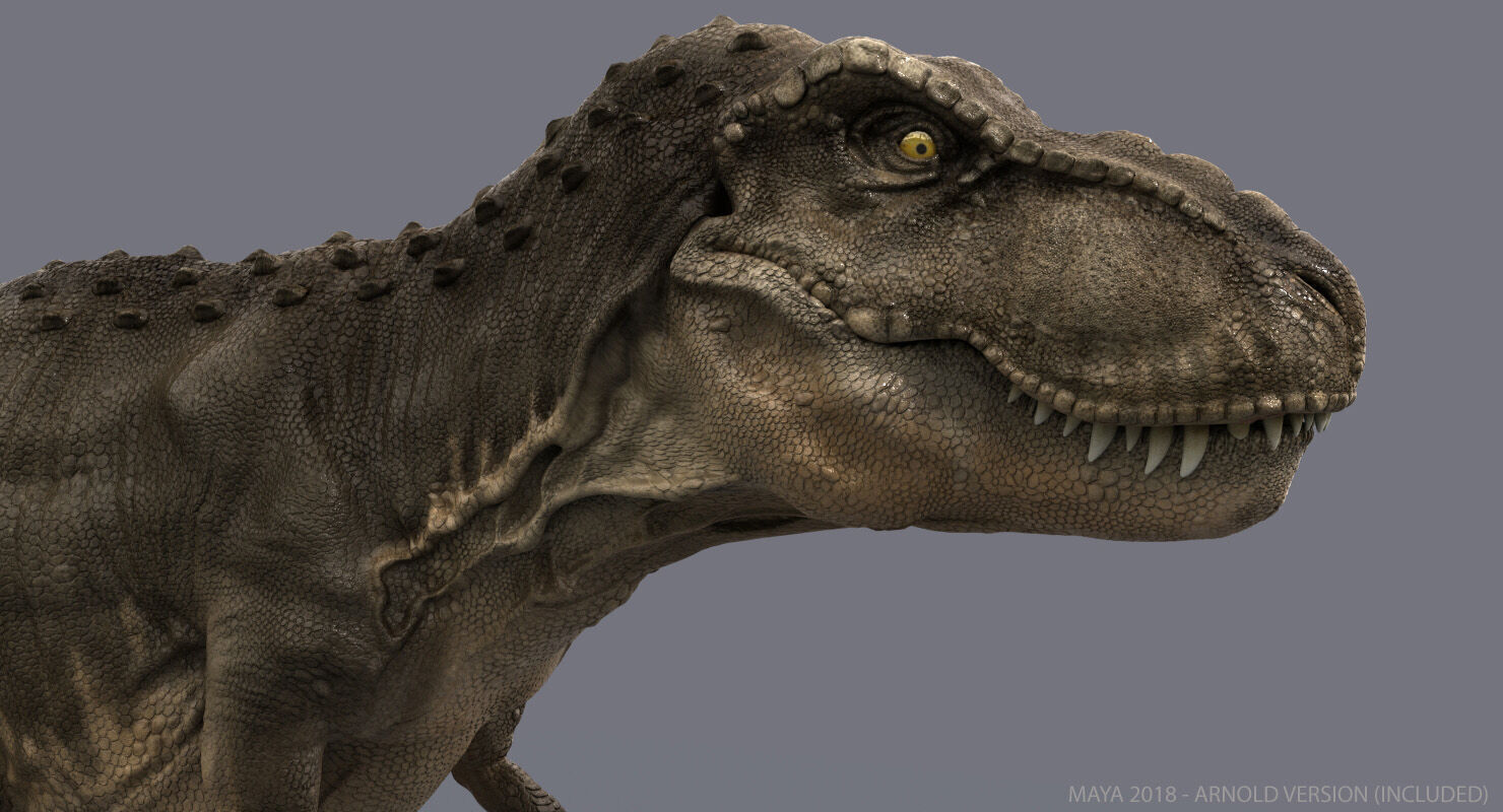 Tyrannosaurus Rex 2 RIGGED 3D model_5