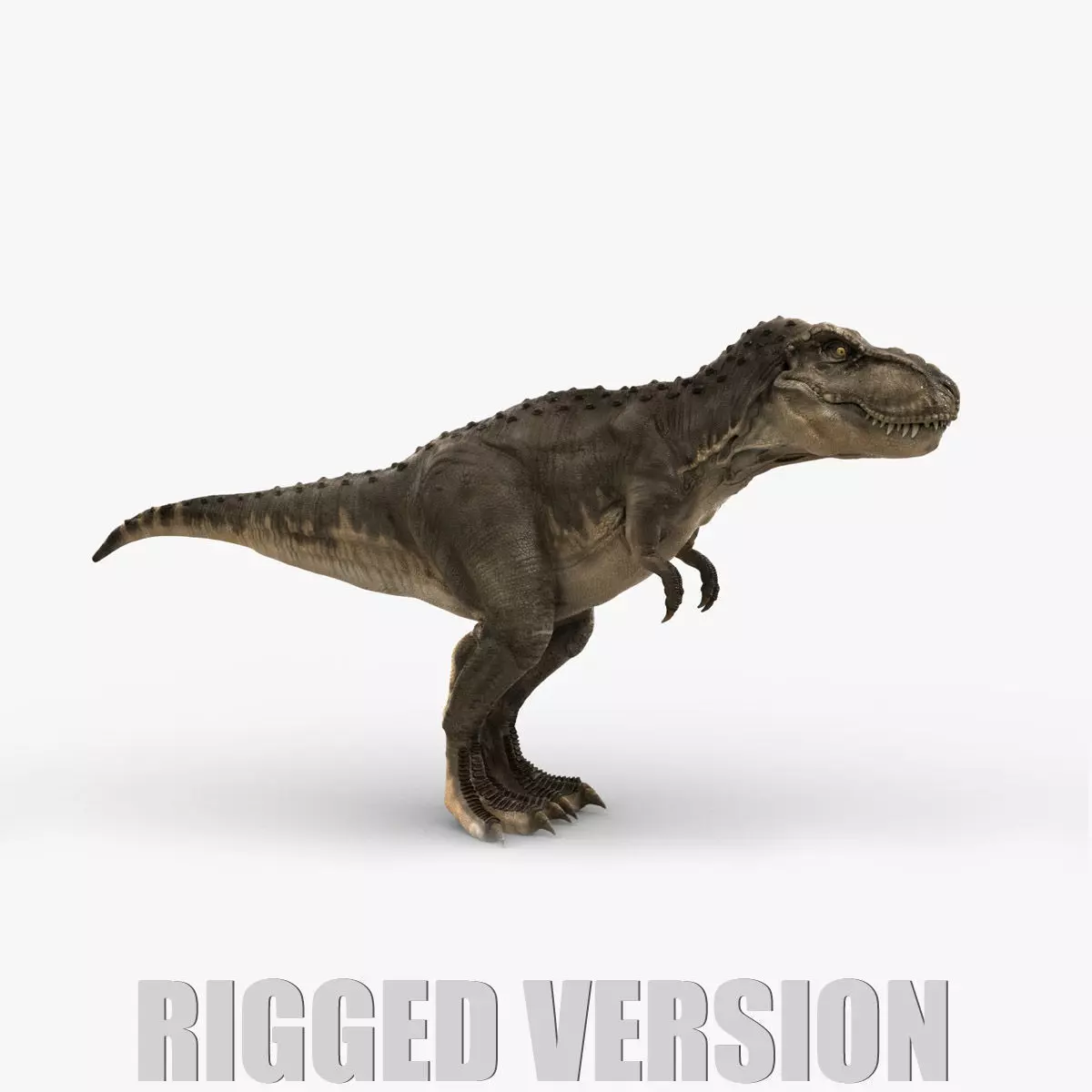 Tyrannosaurus Rex 2 RIGGED 3D model_0