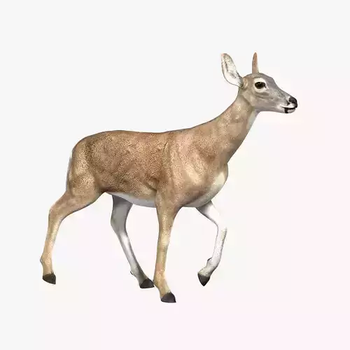 Doe ANIMATED