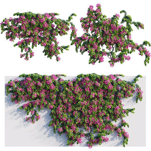 Bougainvillea - Paper Flower 04 - GrowFX 3D model