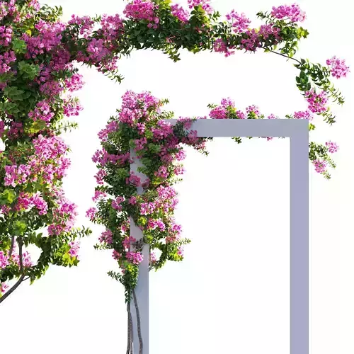 Bougainvillea - Paper Flower 03