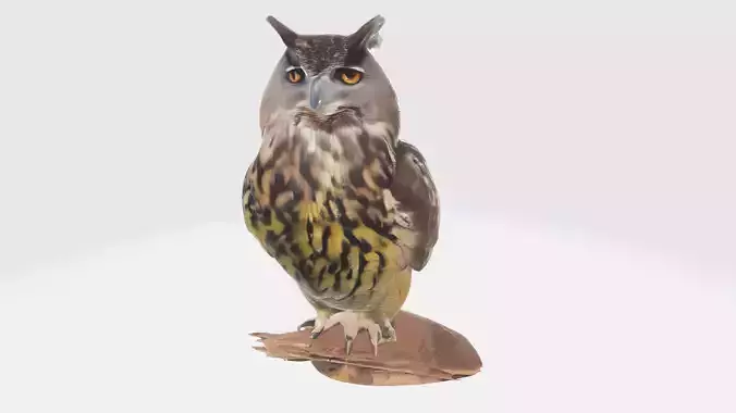 Realistic Owl Wildlife Animals Birds High Poly 