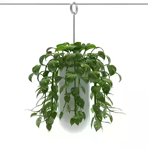 Money plant in hanging vase 3D model