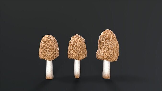Morel Mushroom Low-poly 3D model