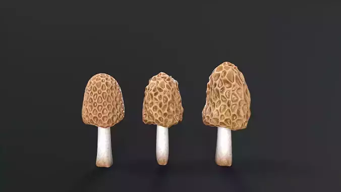Morel Mushroom Low-poly 3D model