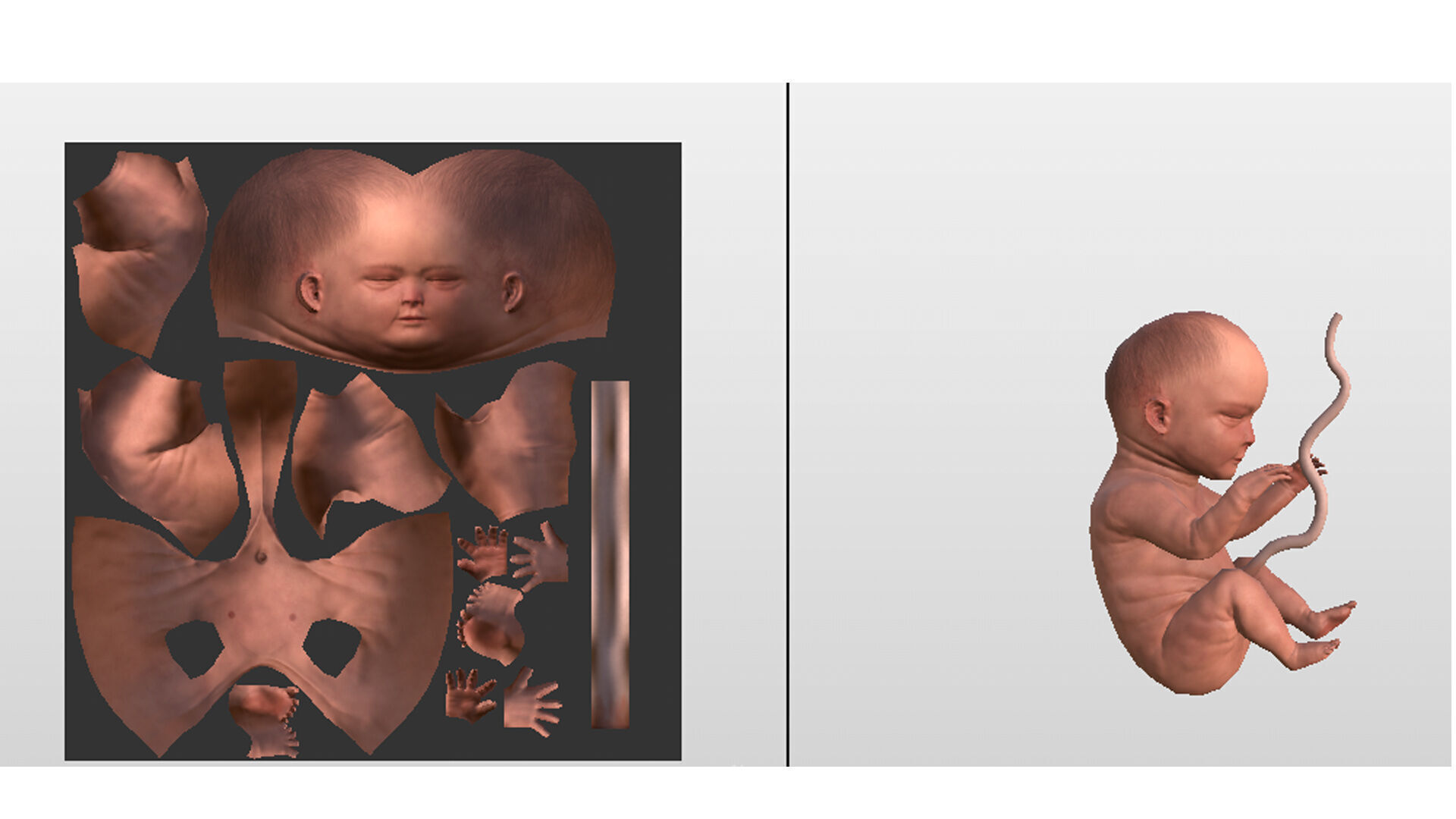 Cadaver Specimen Low-poly 3D model_10