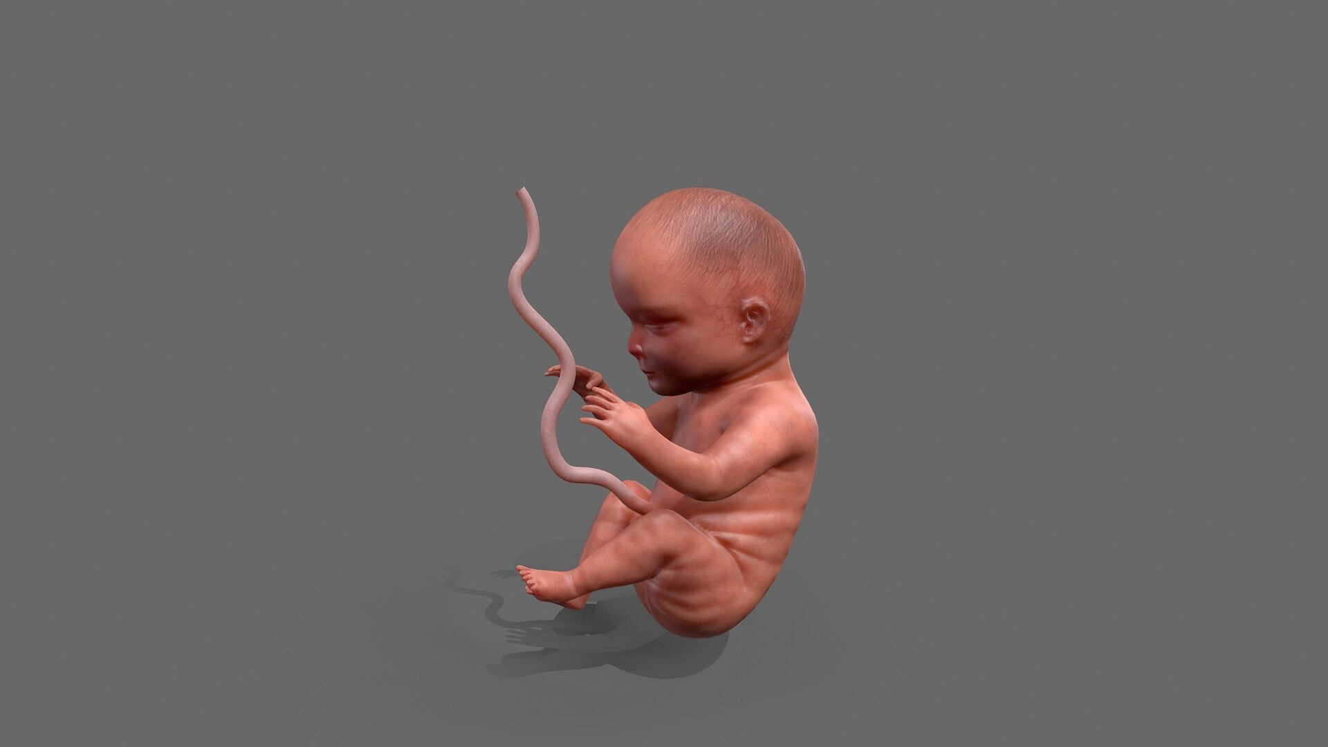 Cadaver Specimen Low-poly 3D model_7