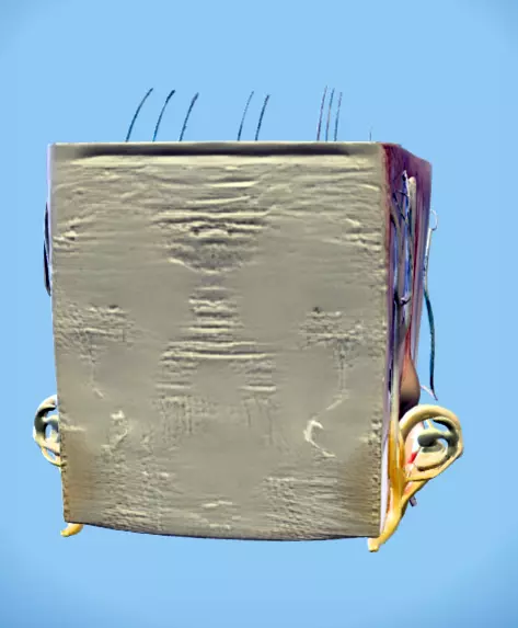 cross section of humman skin with hair folicles 3D print model