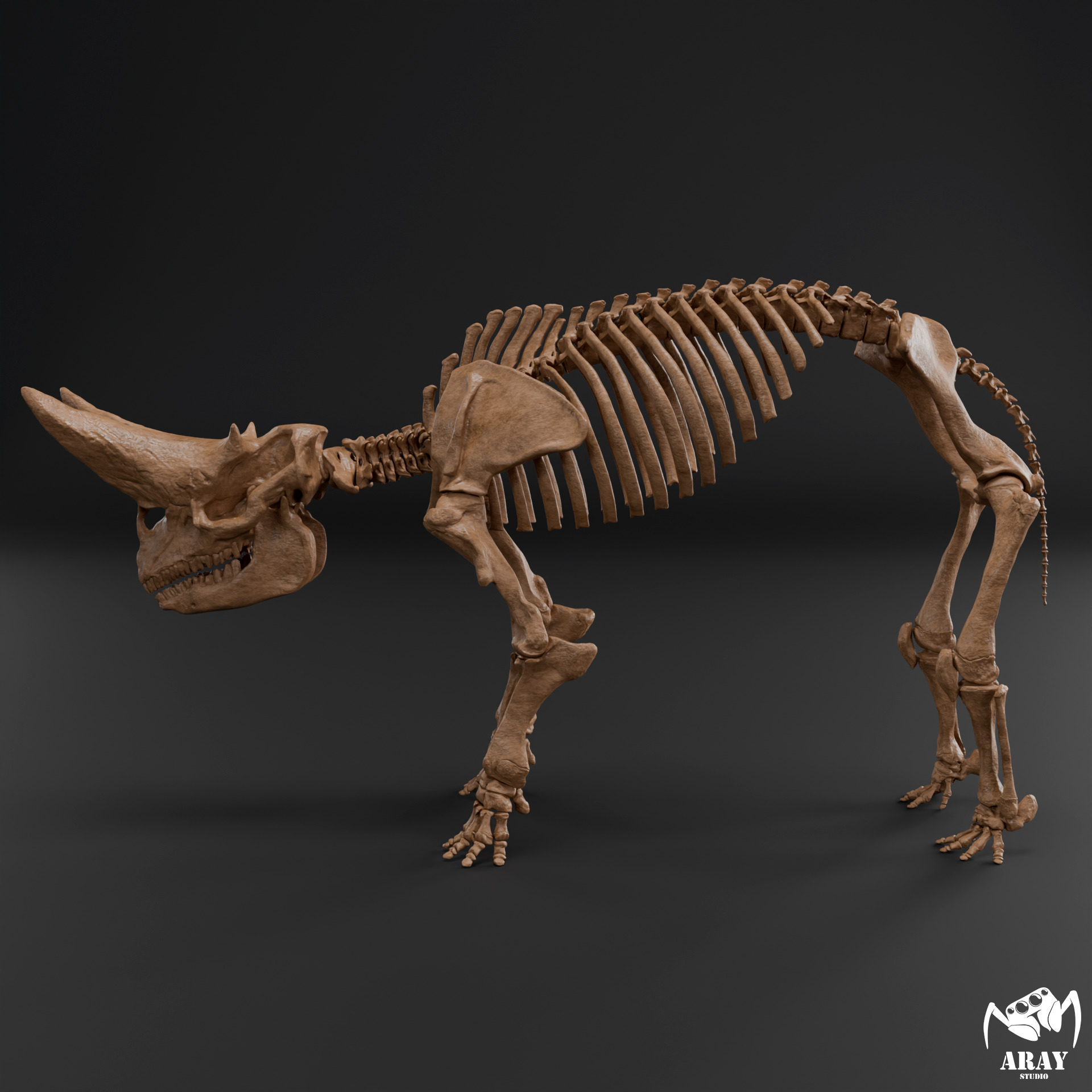 Arsinoitherium zitteli - twin horned rhino skeleton 3D print model_3