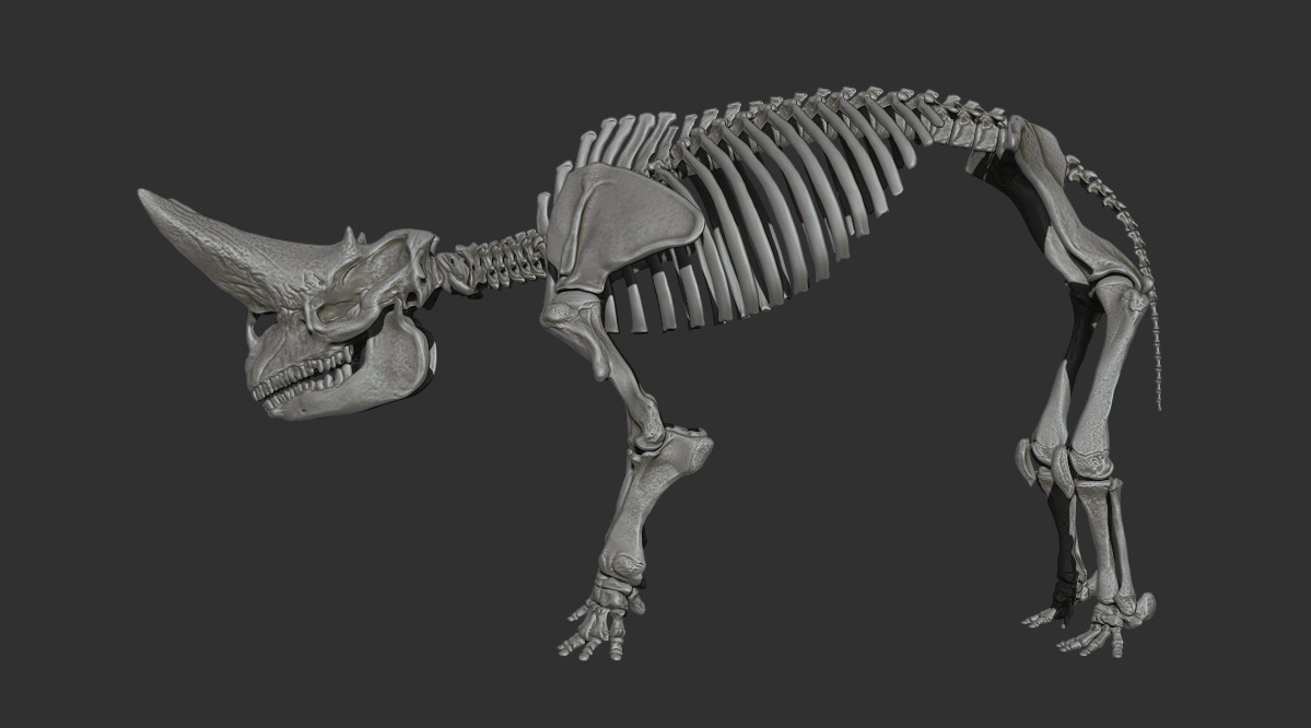 Arsinoitherium zitteli - twin horned rhino skeleton 3D print model_15