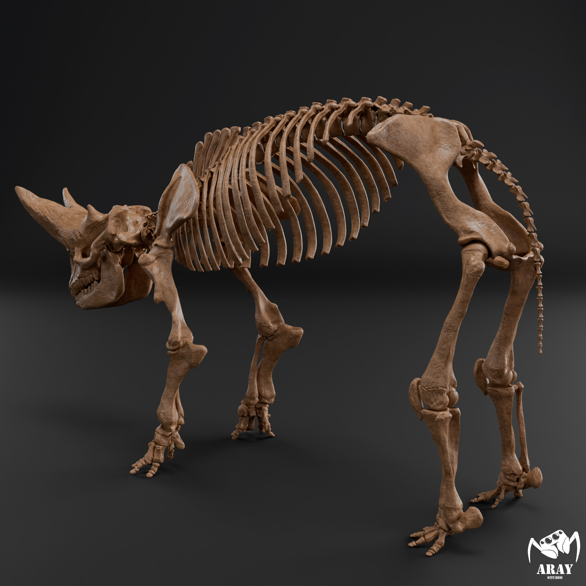 Arsinoitherium zitteli - twin horned rhino skeleton 3D print model_4