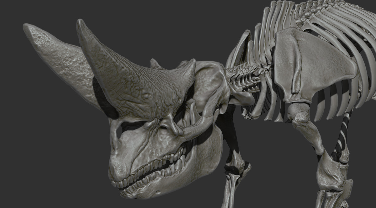 Arsinoitherium zitteli - twin horned rhino skeleton 3D print model_16