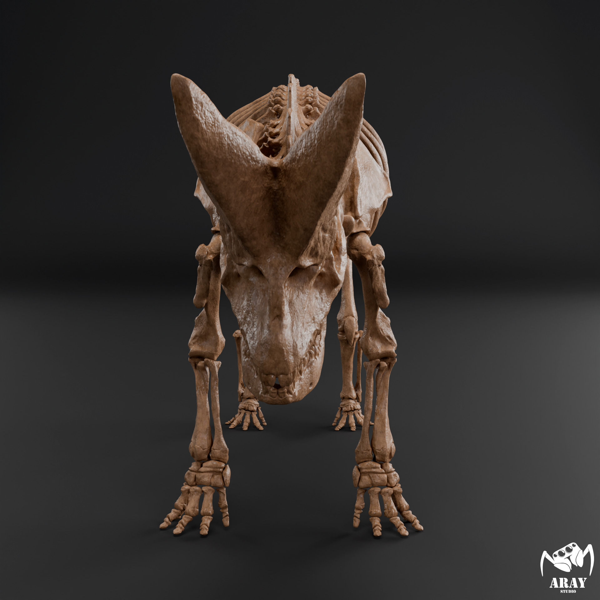 Arsinoitherium zitteli - twin horned rhino skeleton 3D print model_1