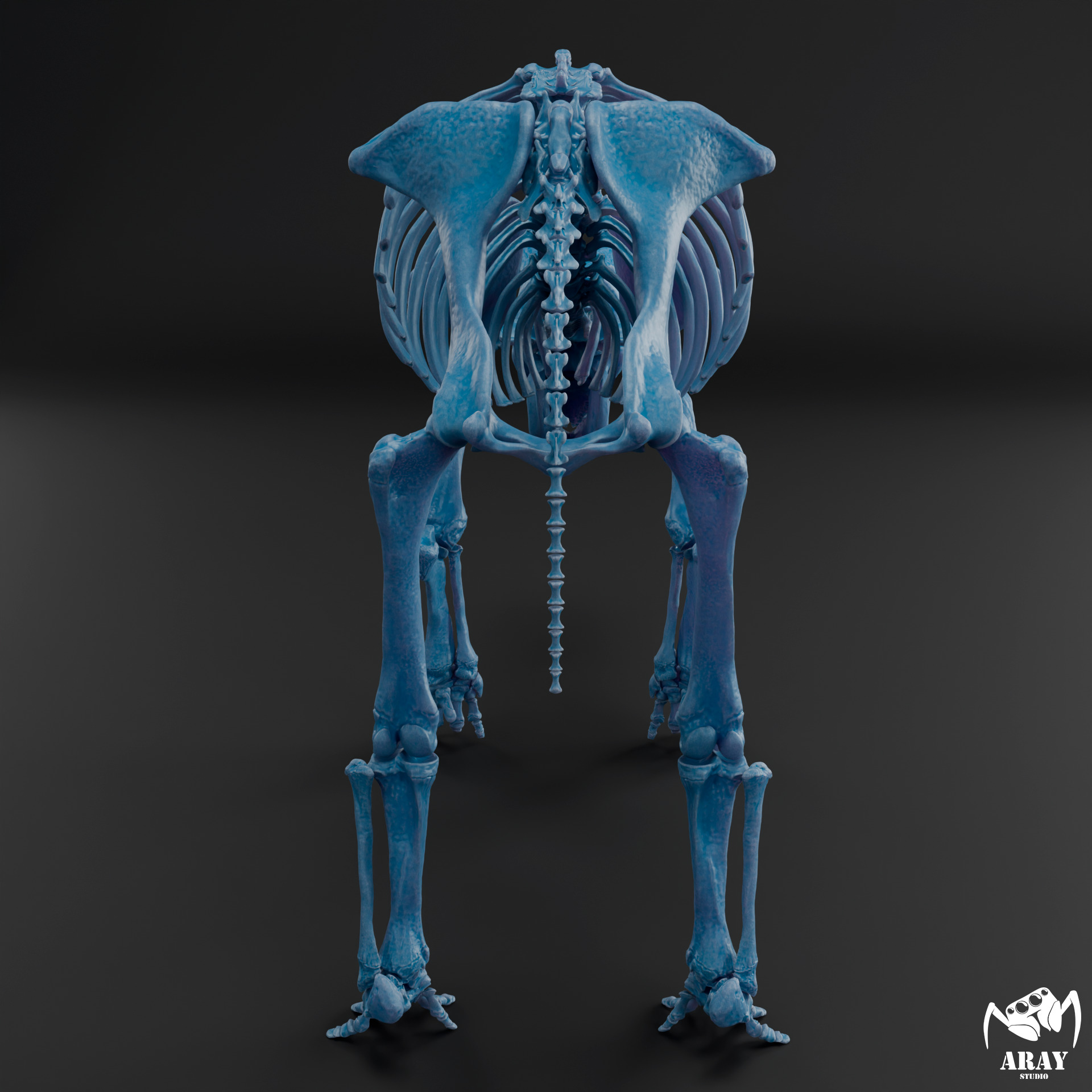 Arsinoitherium zitteli - twin horned rhino skeleton 3D print model_13