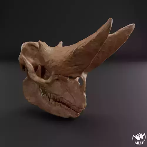 Arsinoitherium zitteli - twin horned rhino skull