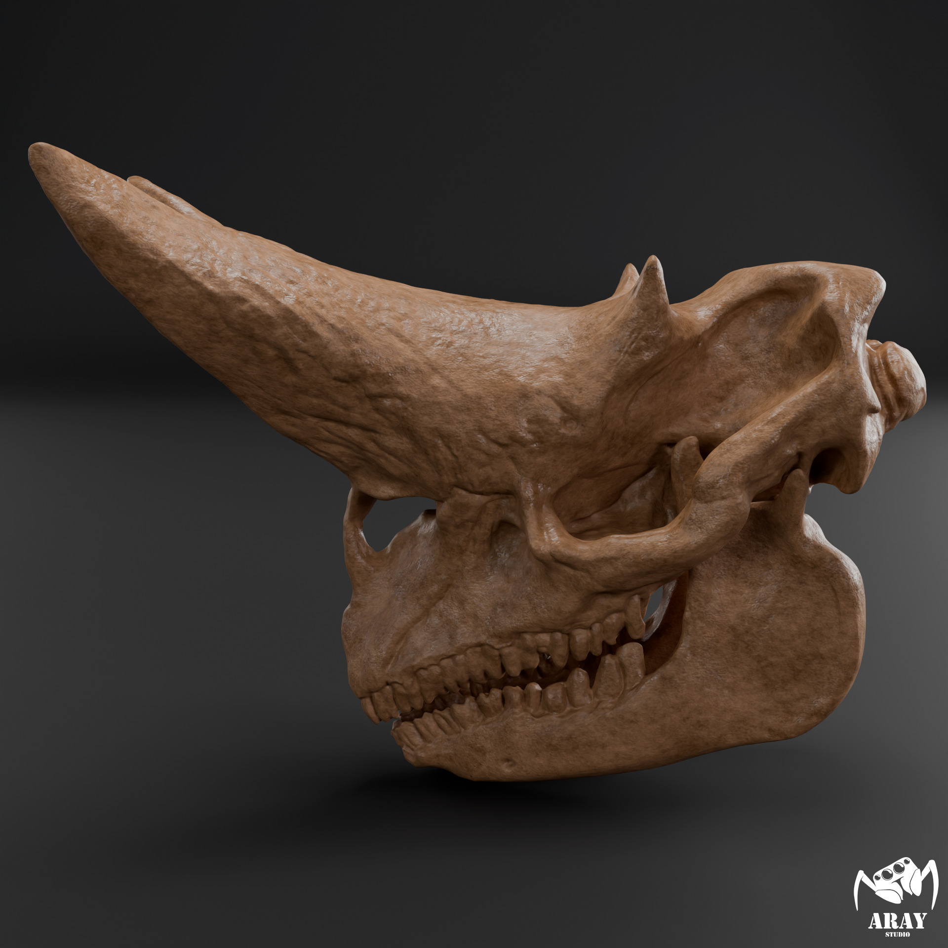 Arsinoitherium zitteli - twin horned rhino skull 3D print model_3