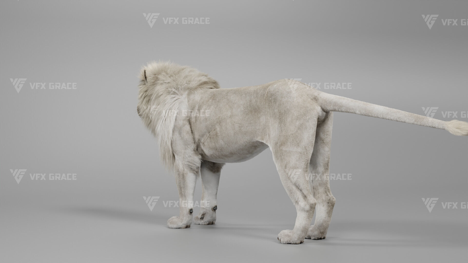 White Lion Animation - Blender 3D model_10