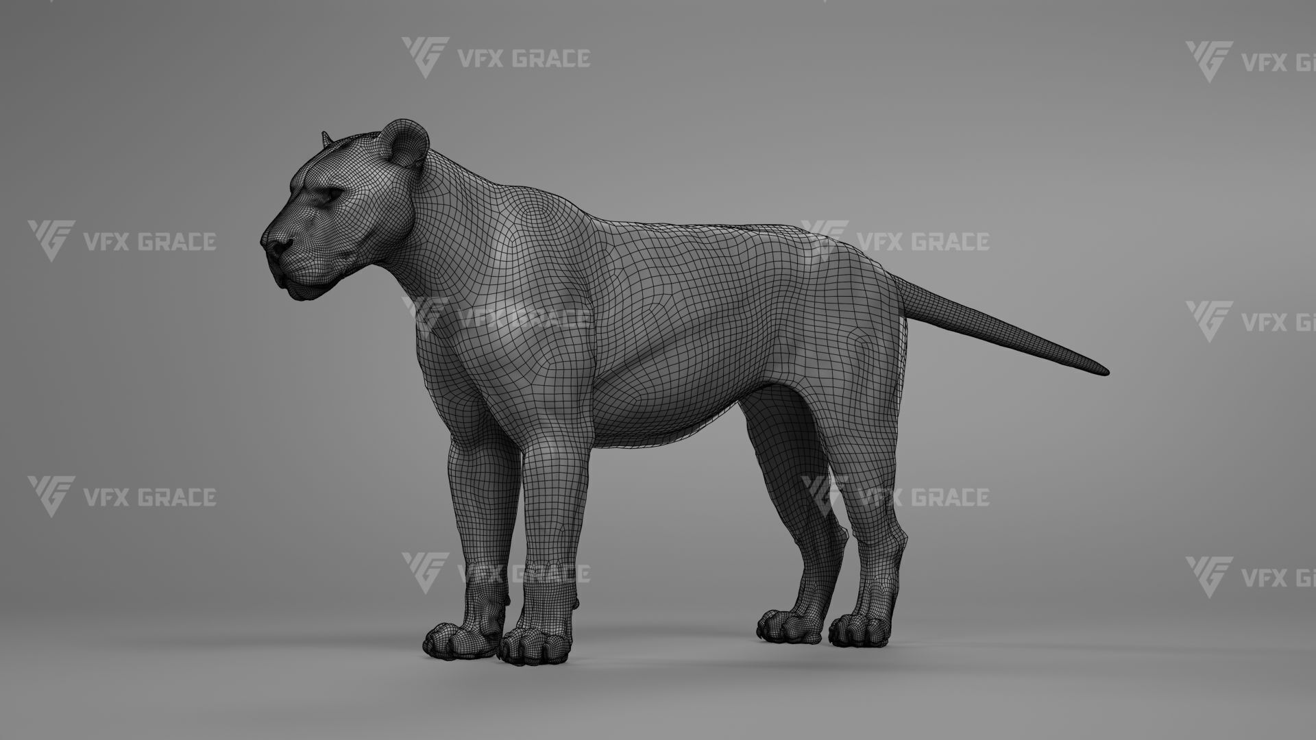 White Lion Animation - Blender 3D model_14