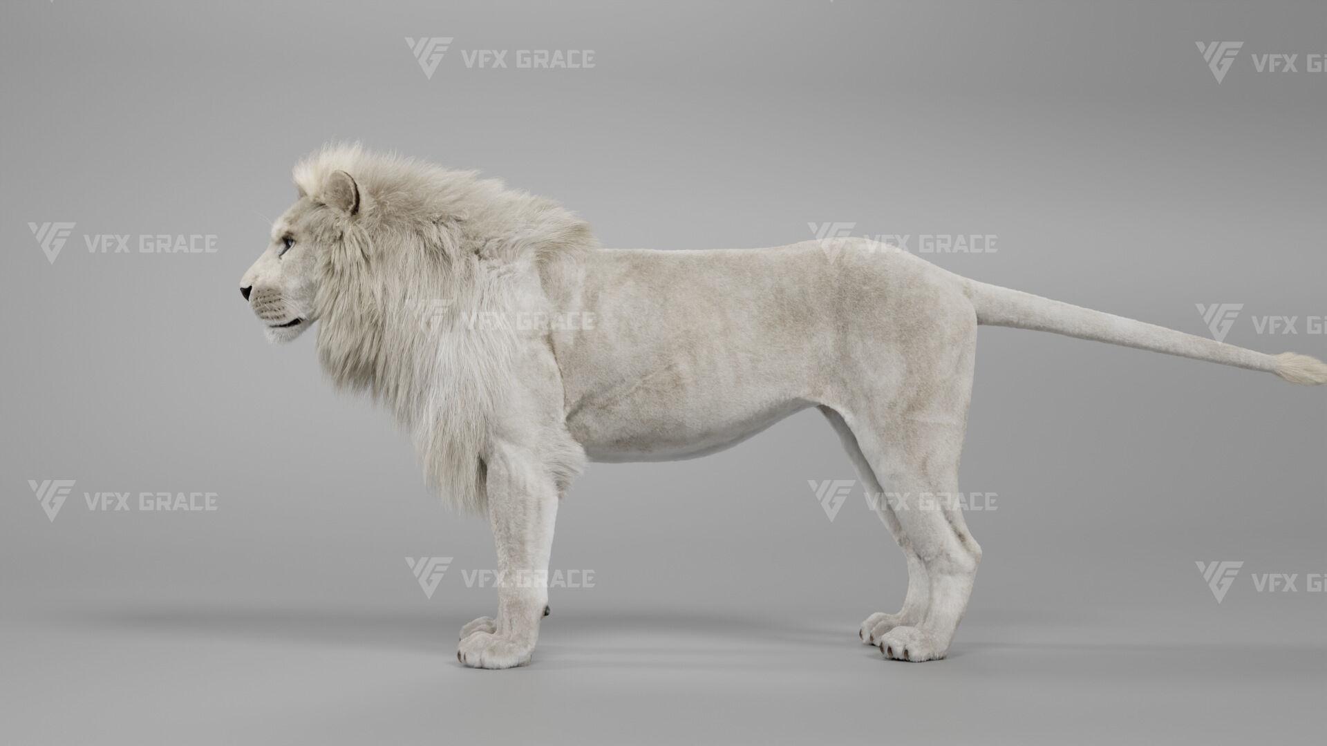 White Lion Animation - Blender 3D model_11