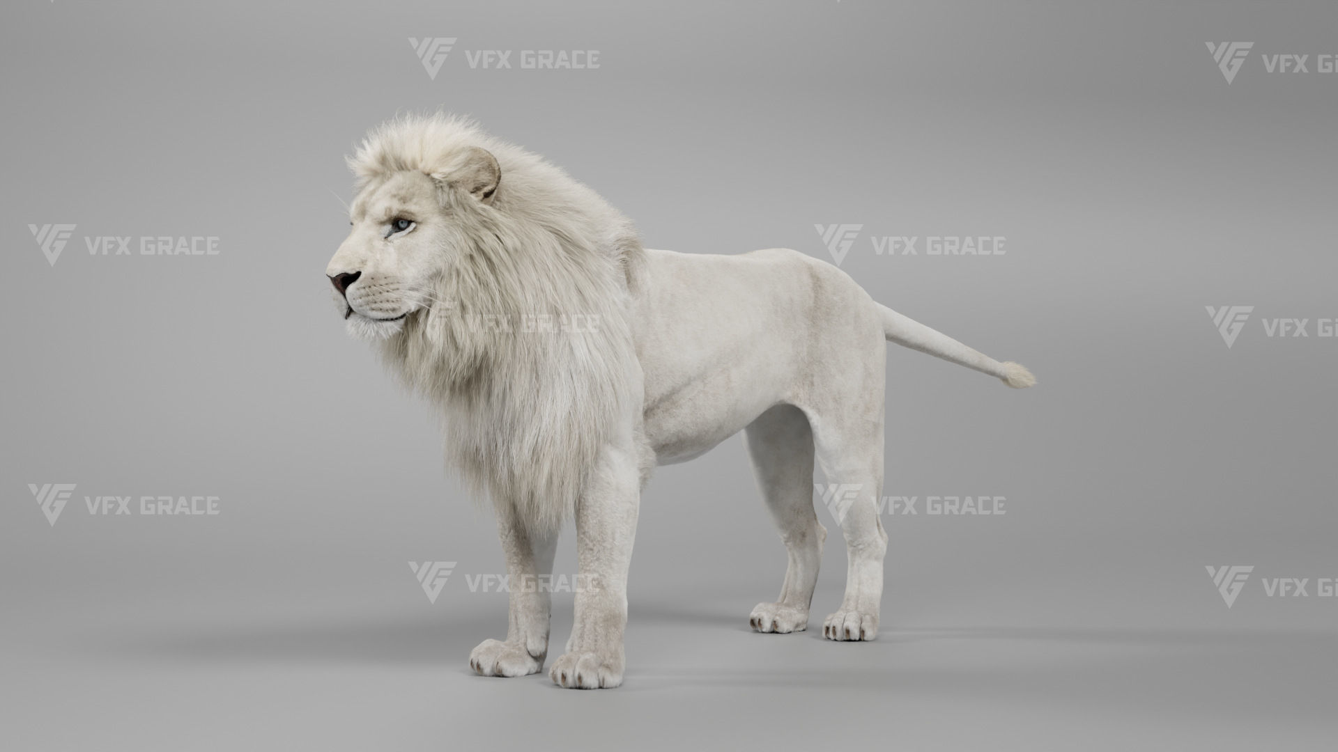 White Lion Animation - Blender 3D model_0