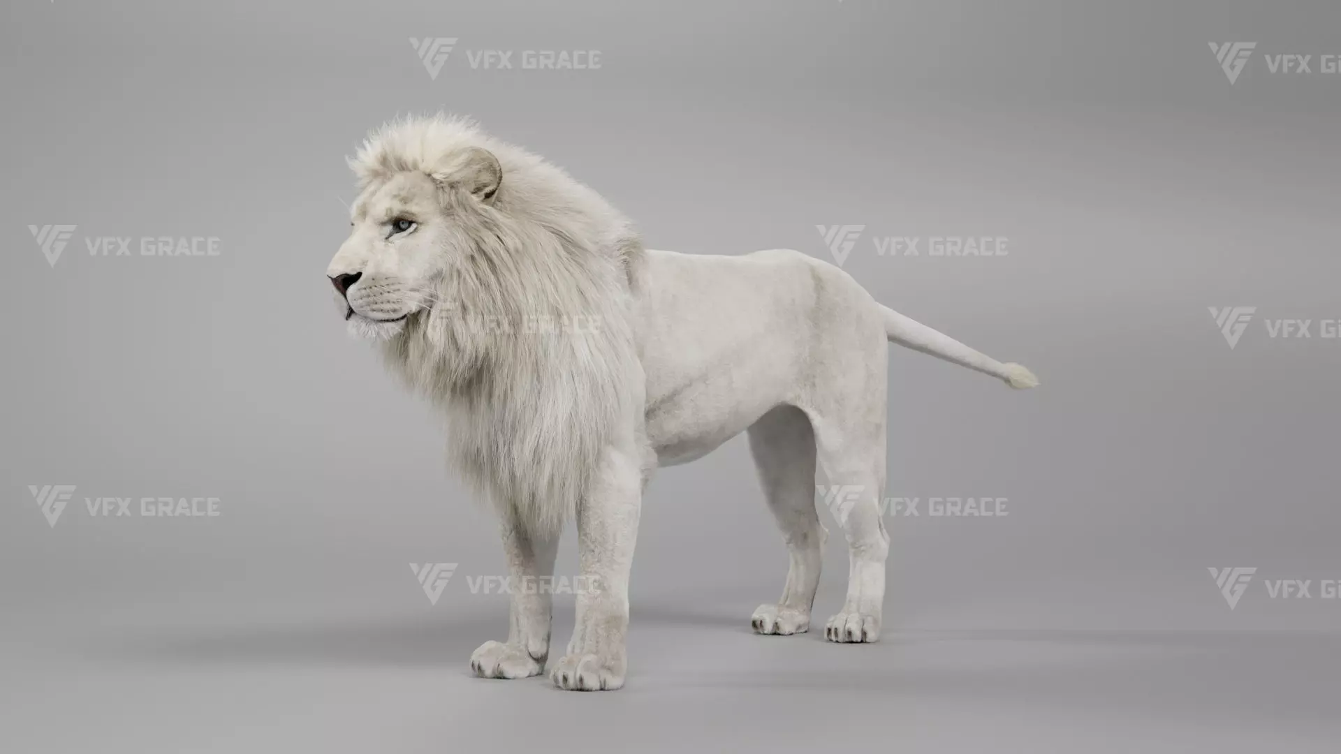 White Lion Animation - Blender 3D model_0