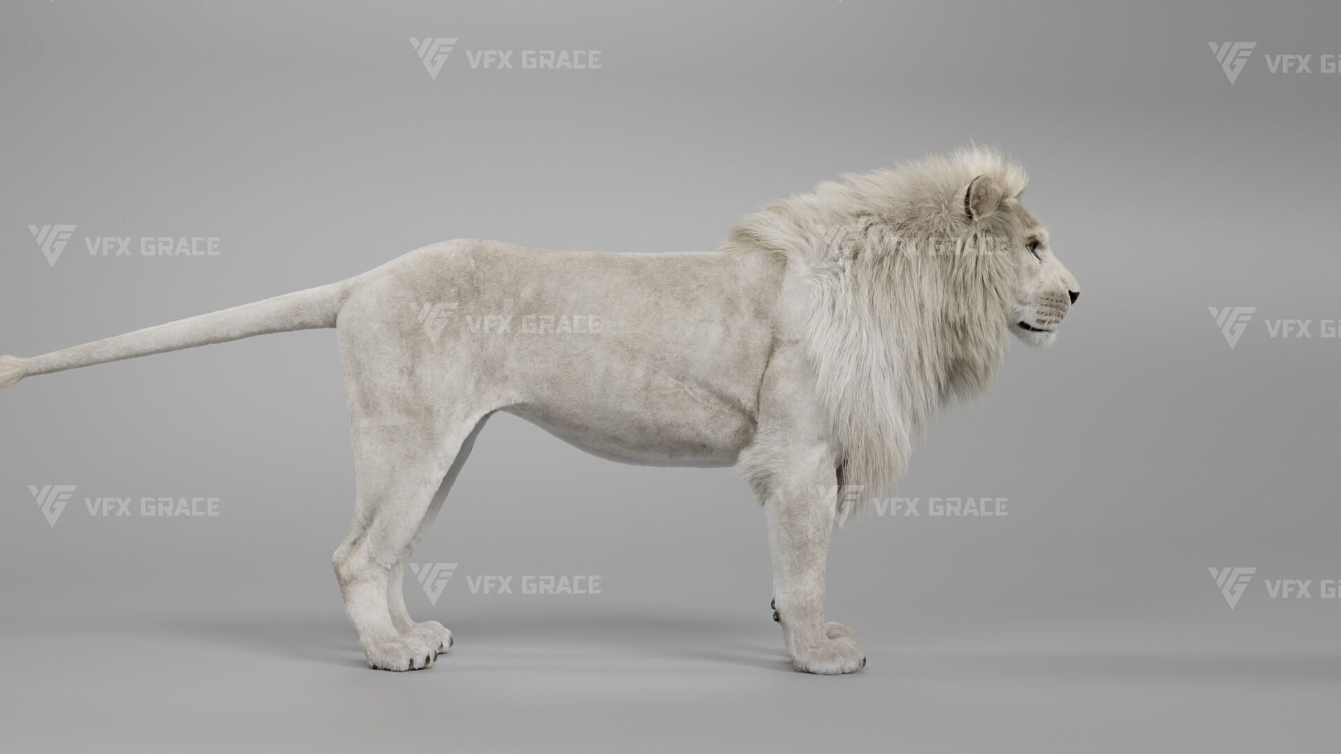 White Lion Animation - Blender 3D model_8