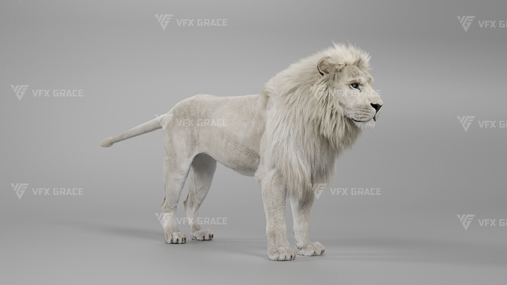 White Lion Animation - Blender 3D model_7