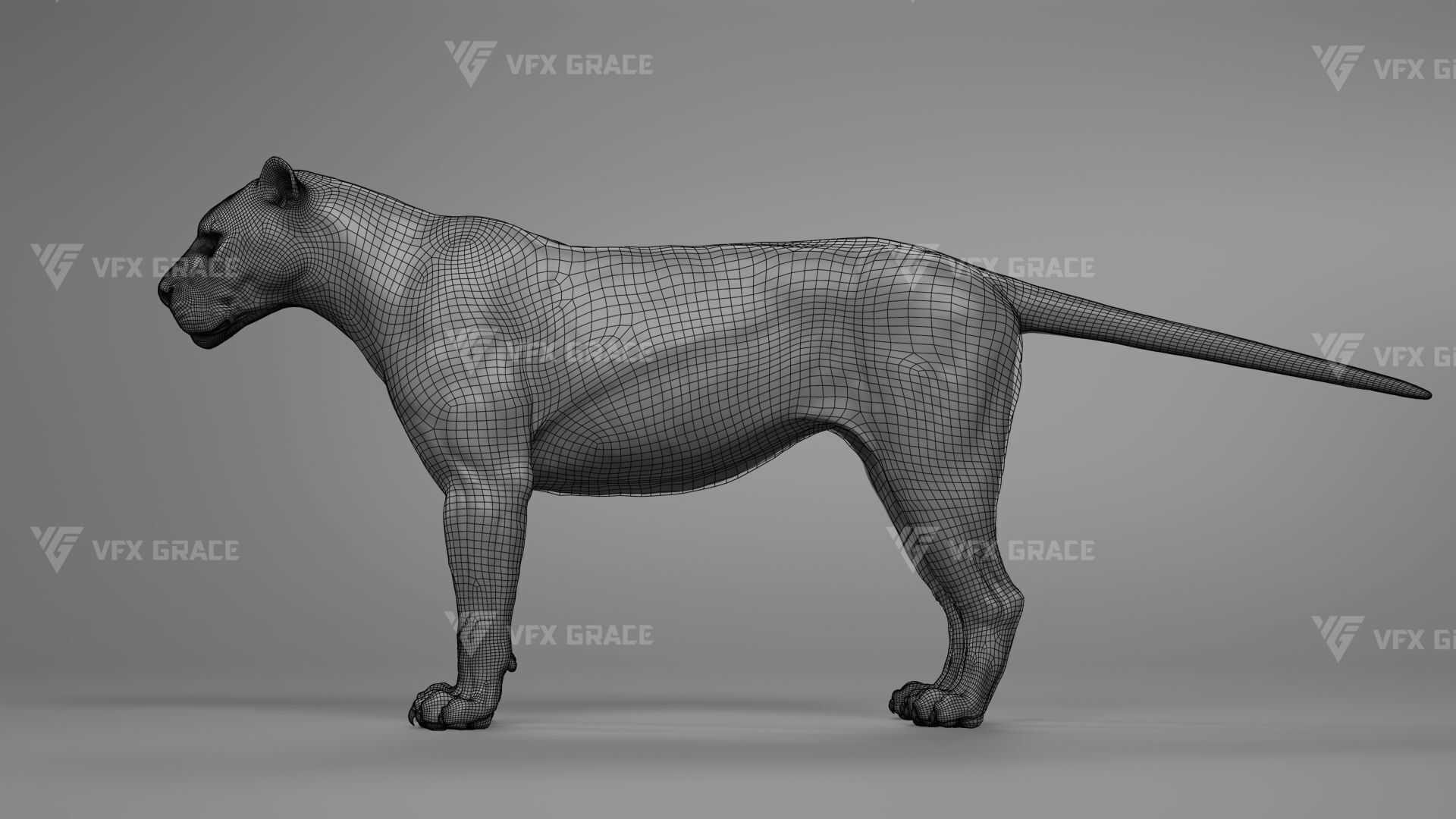 White Lion Animation - Blender 3D model_13