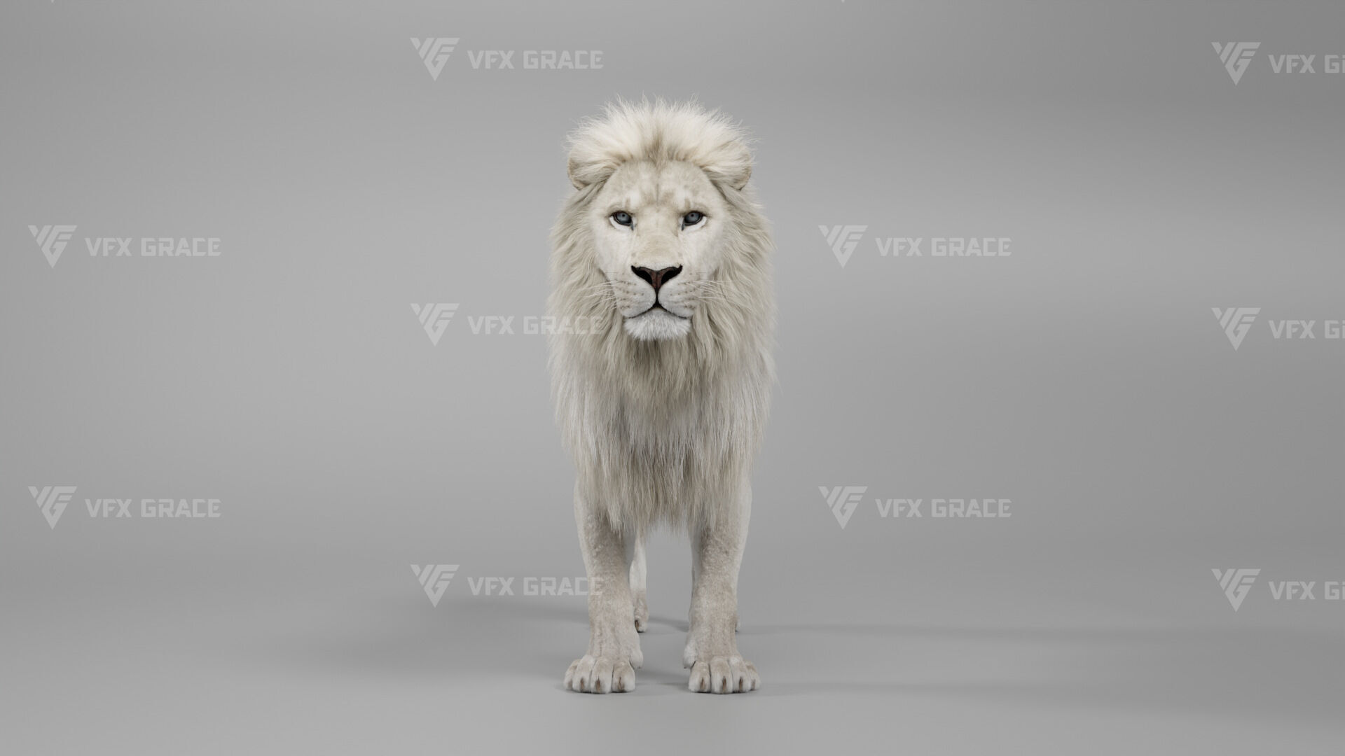 White Lion Animation - Blender 3D model_6
