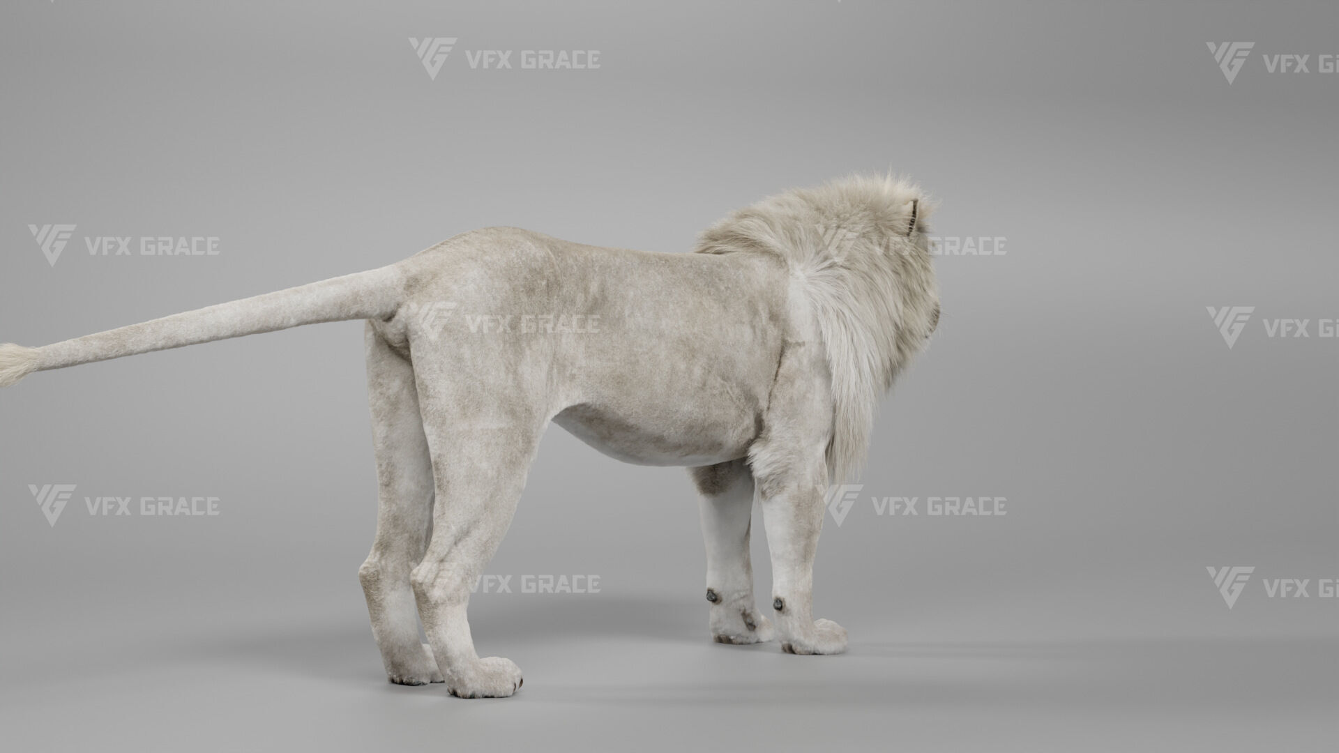 White Lion Animation - Blender 3D model_9
