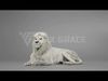 White Lion Animation - Blender 3D model_2