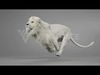 White Lion Animation - Blender 3D model_4