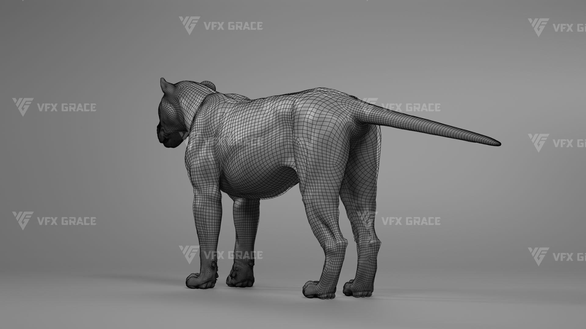 White Lion Animation - Blender 3D model_12