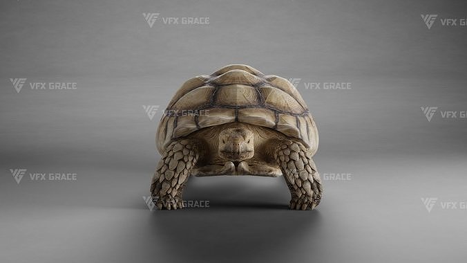 Sulcata Tortoise Animation - Blender  3D model