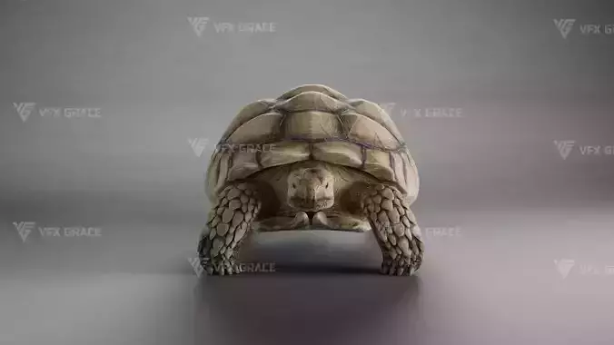 Sulcata Tortoise Animation - Blender  3D model
