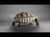 Sulcata Tortoise Animation - Blender  3D model_1