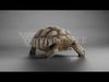 Sulcata Tortoise Animation - Blender  3D model_2