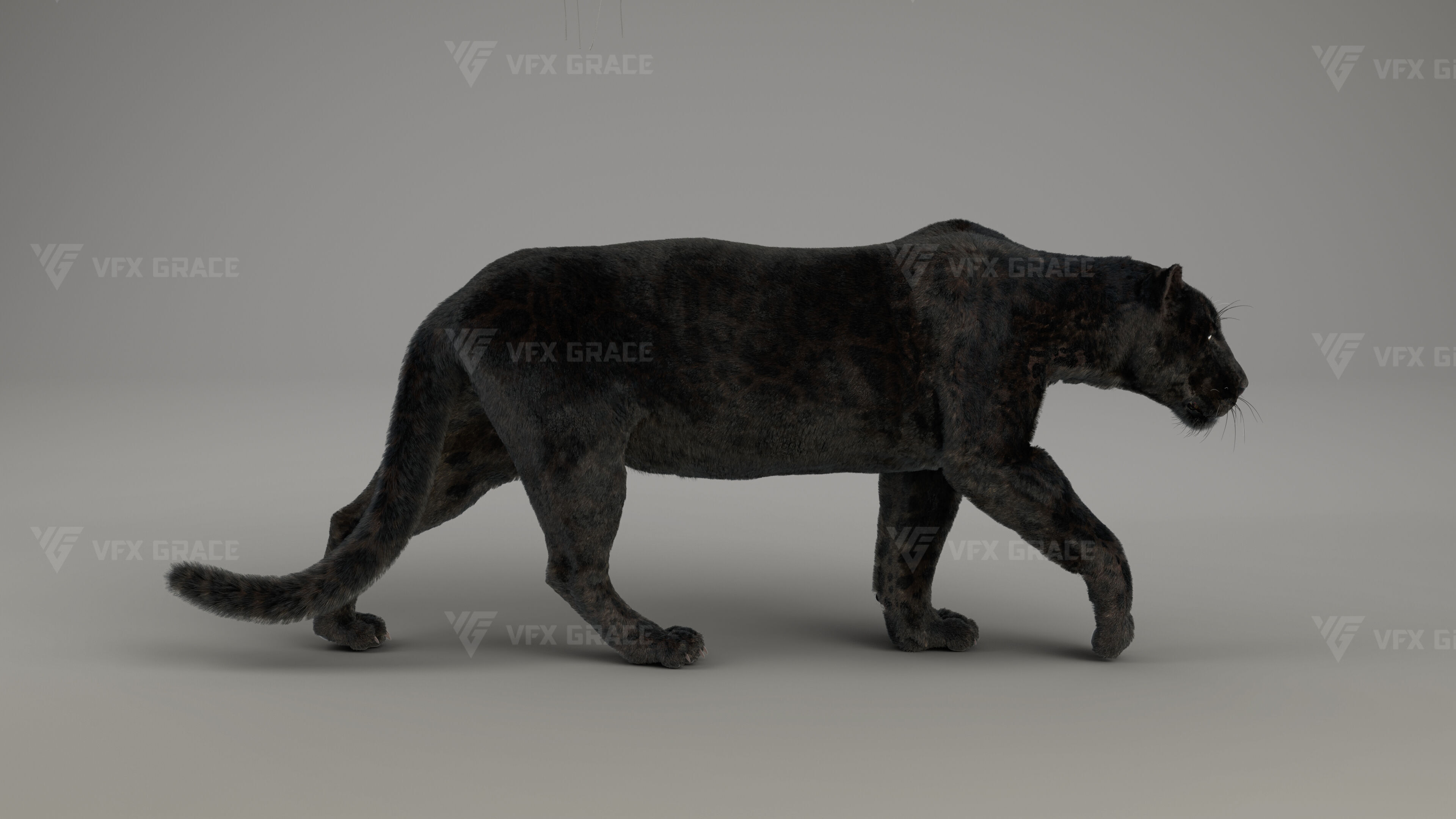 Black Jaguar 3D Blender 3D model_6
