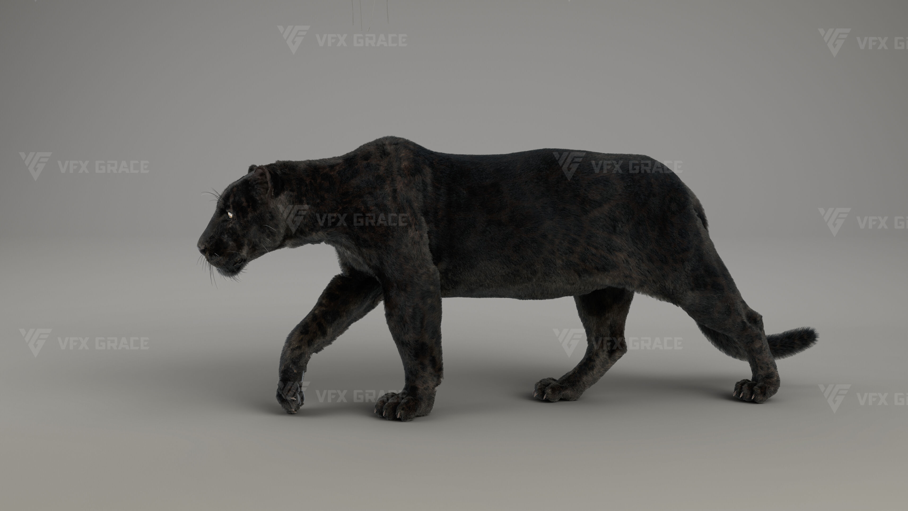 Black Jaguar 3D Blender 3D model_10